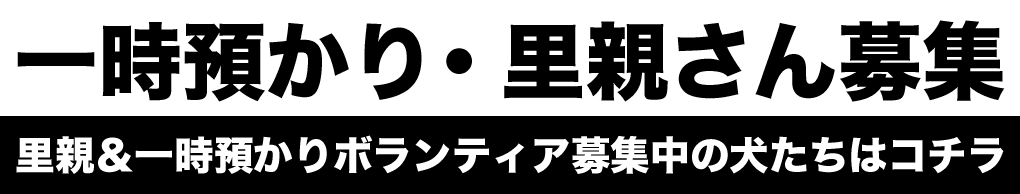 里親さん募集